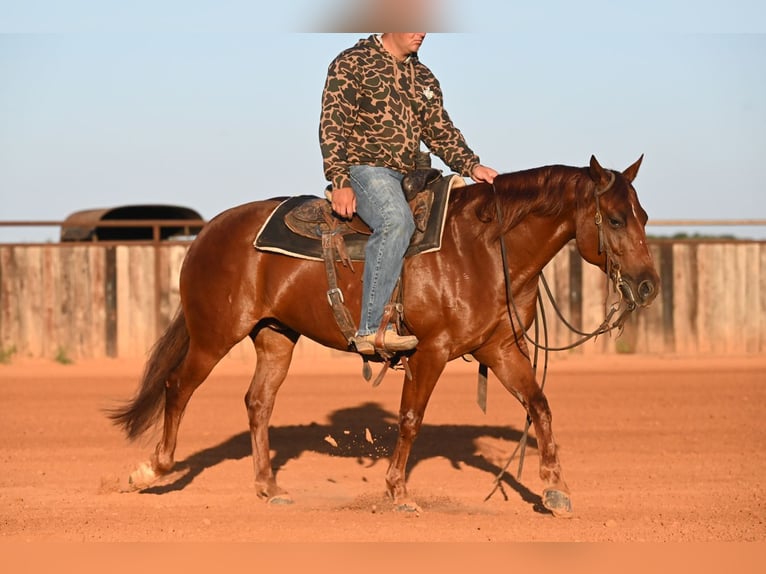 American Quarter Horse Ruin 6 Jaar Roodvos in Waco