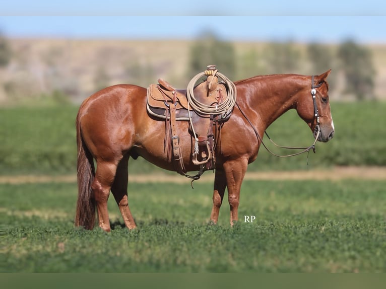 American Quarter Horse Ruin 6 Jaar Roodvos in Menan