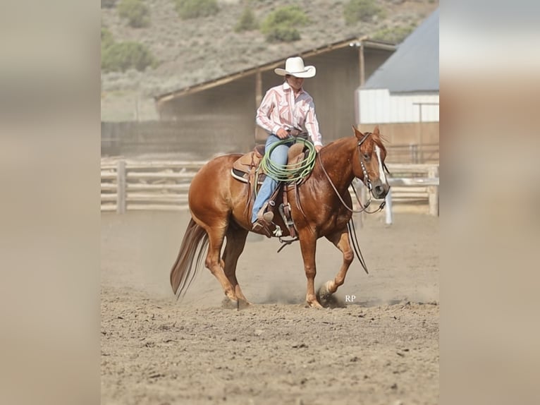 American Quarter Horse Ruin 6 Jaar Roodvos in Menan