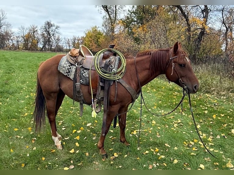 American Quarter Horse Ruin 6 Jaar Roodvos in Faith