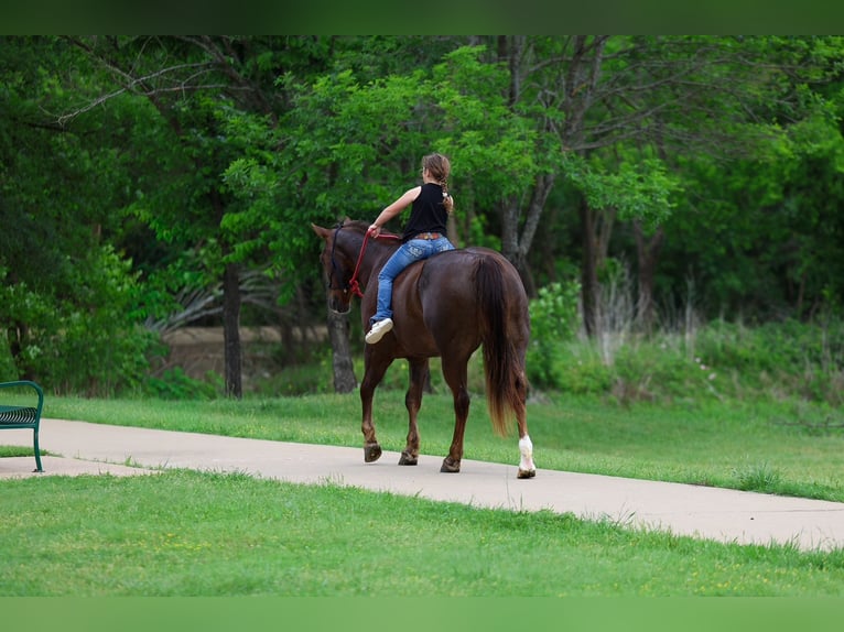 American Quarter Horse Ruin 6 Jaar Roodvos in Forney, TX