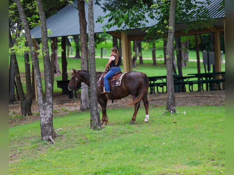 American Quarter Horse Ruin 6 Jaar Roodvos in Forney, TX