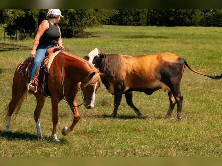 American Quarter Horse Mix Ruin 6 Jaar Roodvos in Waco