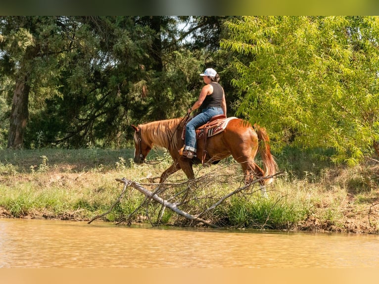 American Quarter Horse Mix Ruin 6 Jaar Roodvos in Waco