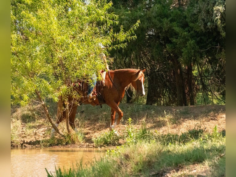 American Quarter Horse Mix Ruin 6 Jaar Roodvos in Waco