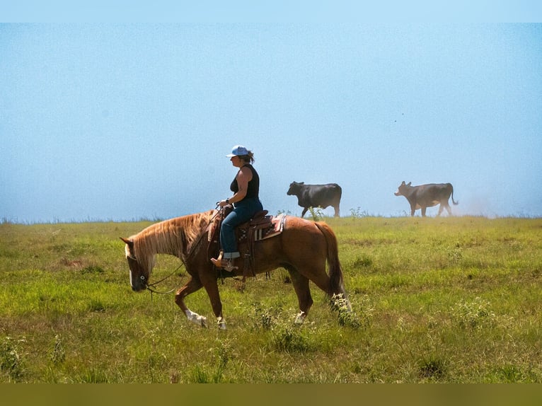 American Quarter Horse Mix Ruin 6 Jaar Roodvos in Waco