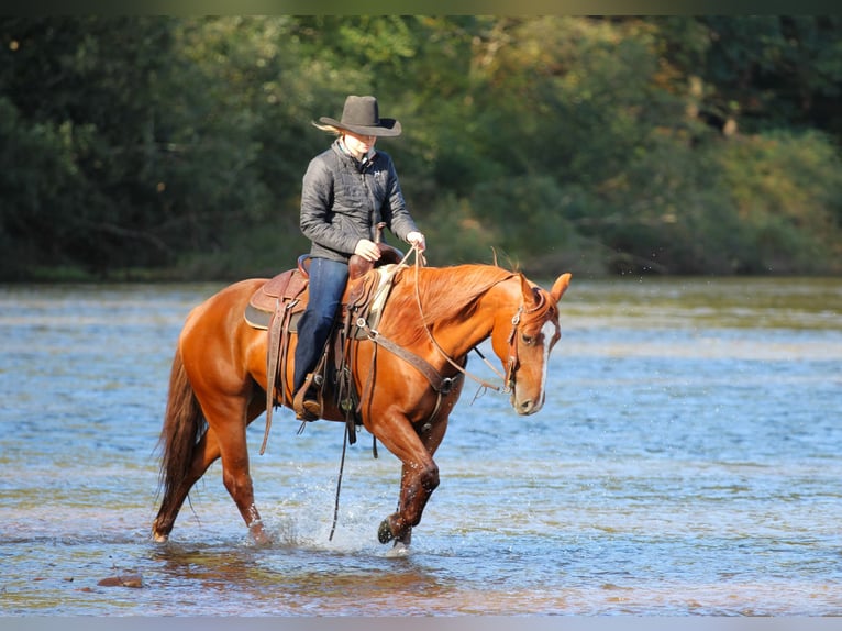 American Quarter Horse Ruin 6 Jaar Roodvos in Clarion