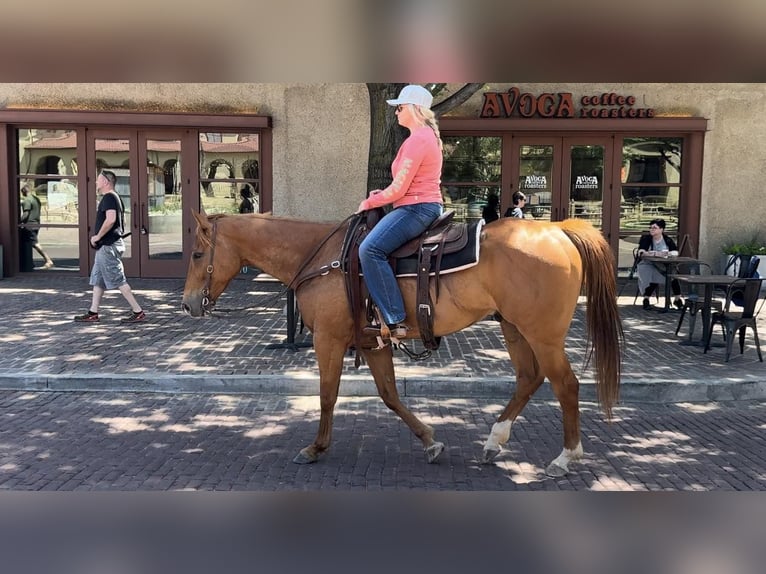 American Quarter Horse Ruin 6 Jaar Roodvos in Weatherford TX