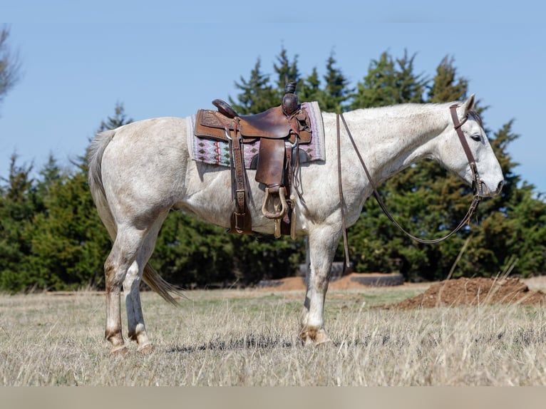 American Quarter Horse Ruin 6 Jaar Schimmel in Byars