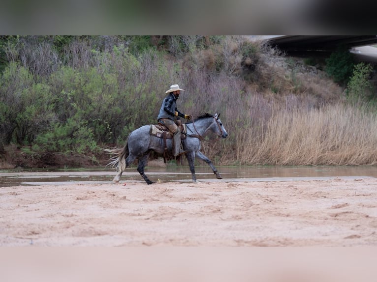 American Quarter Horse Ruin 6 Jaar Schimmel in Canyon, TX