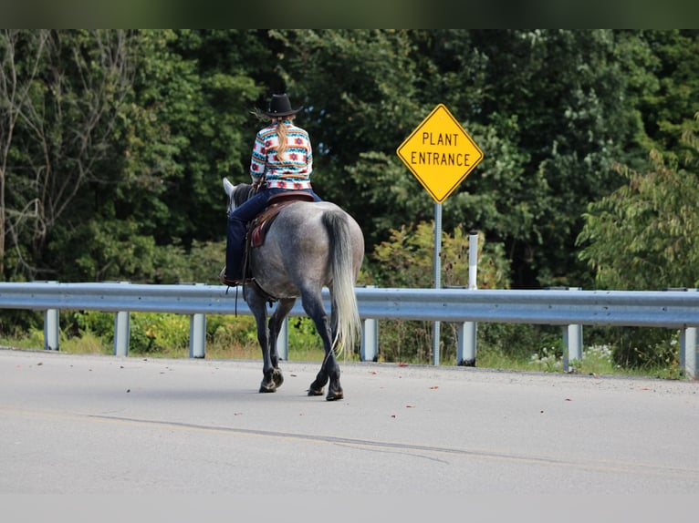American Quarter Horse Ruin 6 Jaar Schimmel in Clarion