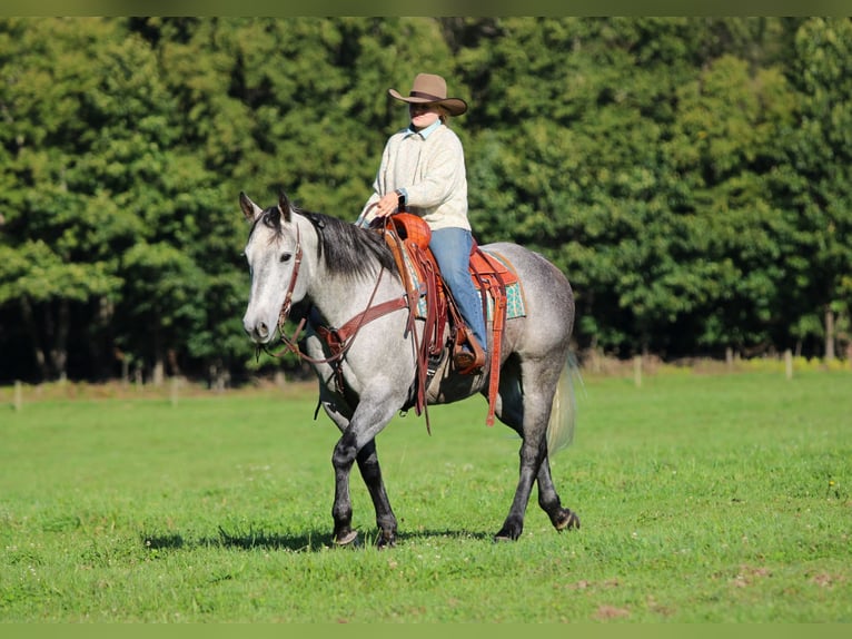 American Quarter Horse Ruin 6 Jaar Schimmel in Clarion