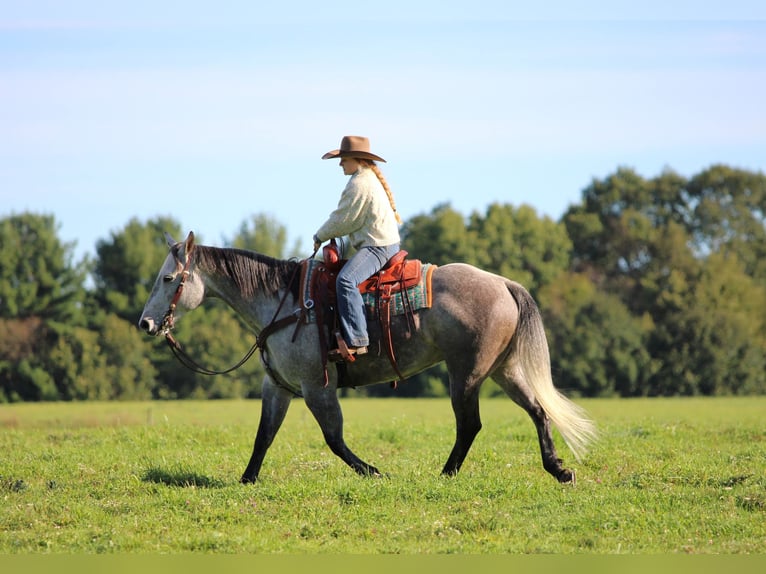American Quarter Horse Ruin 6 Jaar Schimmel in Clarion