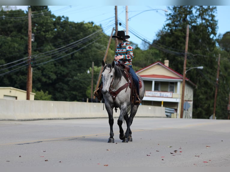 American Quarter Horse Ruin 6 Jaar Schimmel in Clarion