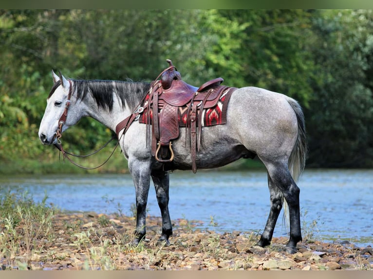 American Quarter Horse Ruin 6 Jaar Schimmel in Clarion