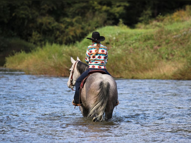 American Quarter Horse Ruin 6 Jaar Schimmel in Clarion