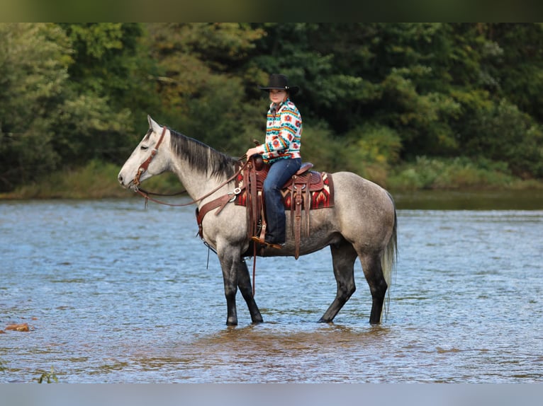 American Quarter Horse Ruin 6 Jaar Schimmel in Clarion