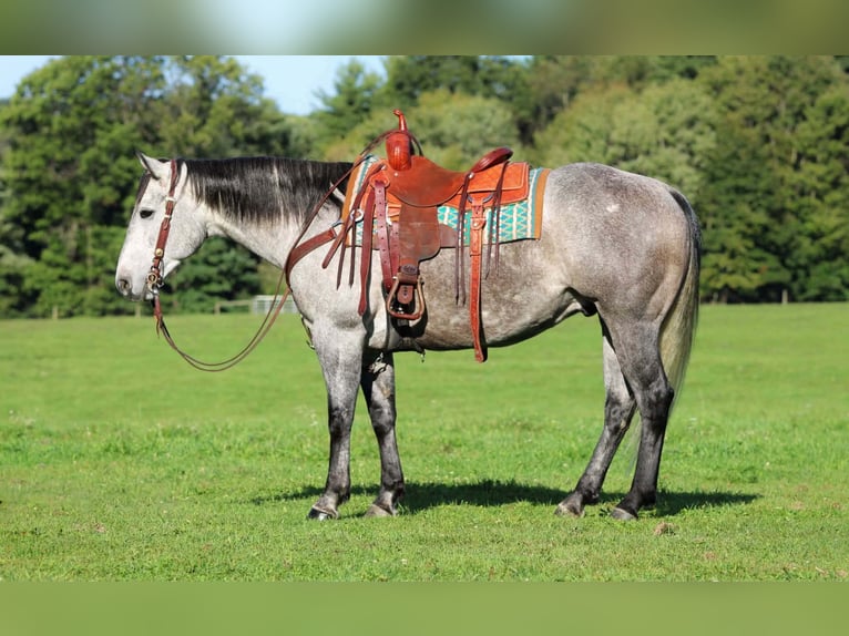 American Quarter Horse Ruin 6 Jaar Schimmel in Clarion