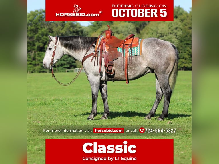 American Quarter Horse Ruin 6 Jaar Schimmel in Clarion