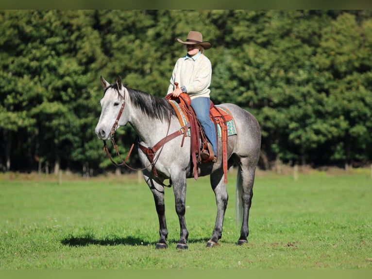 American Quarter Horse Ruin 6 Jaar Schimmel in Clarion