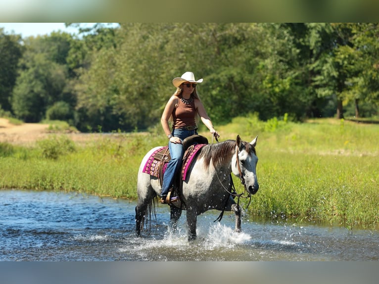 American Quarter Horse Ruin 6 Jaar Schimmel in Quitman