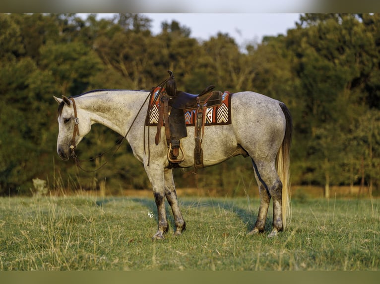 American Quarter Horse Ruin 6 Jaar Schimmel in Quitman
