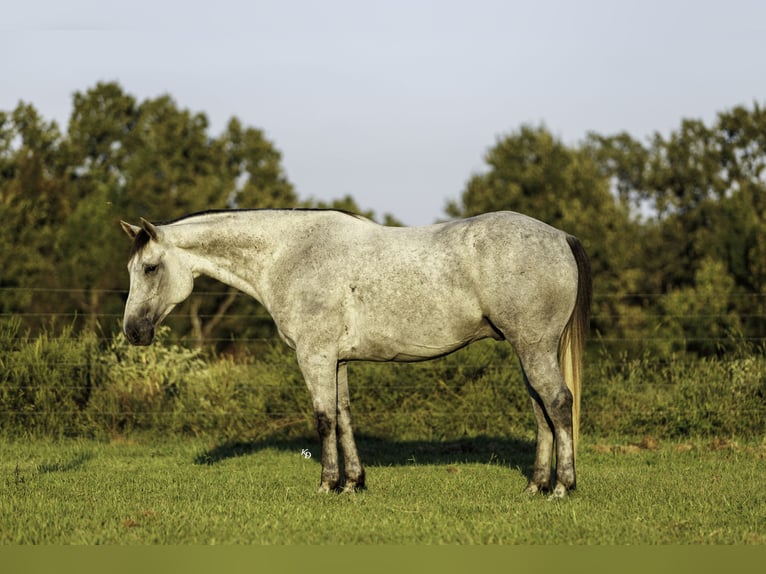 American Quarter Horse Ruin 6 Jaar Schimmel in Quitman