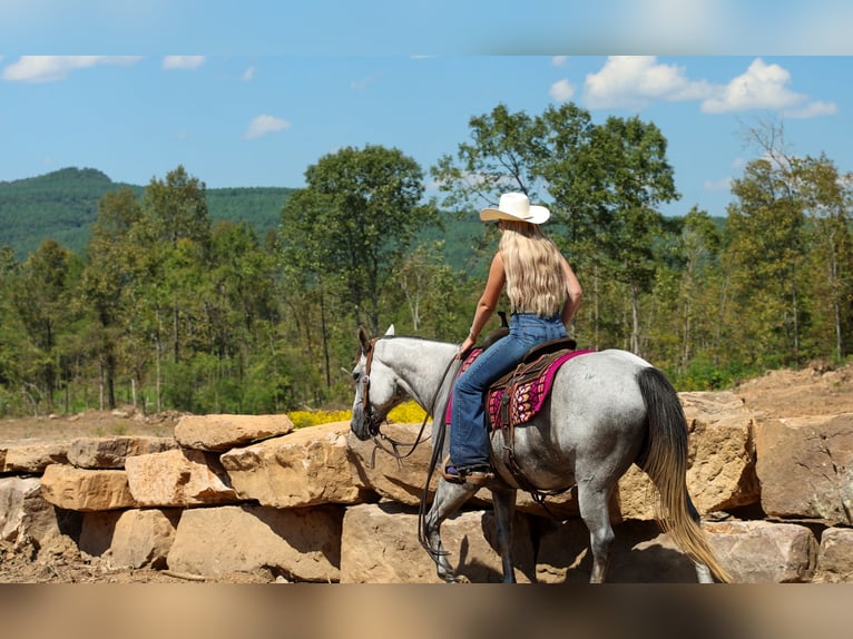 American Quarter Horse Ruin 6 Jaar Schimmel in Quitman