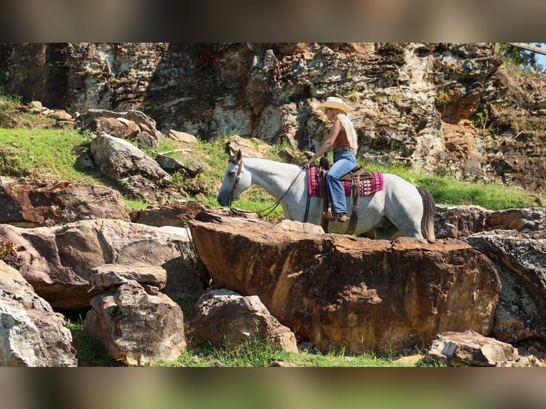 American Quarter Horse Ruin 6 Jaar Schimmel in Quitman