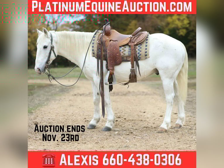 American Quarter Horse Ruin 6 Jaar Schimmel in Cole Camp MO