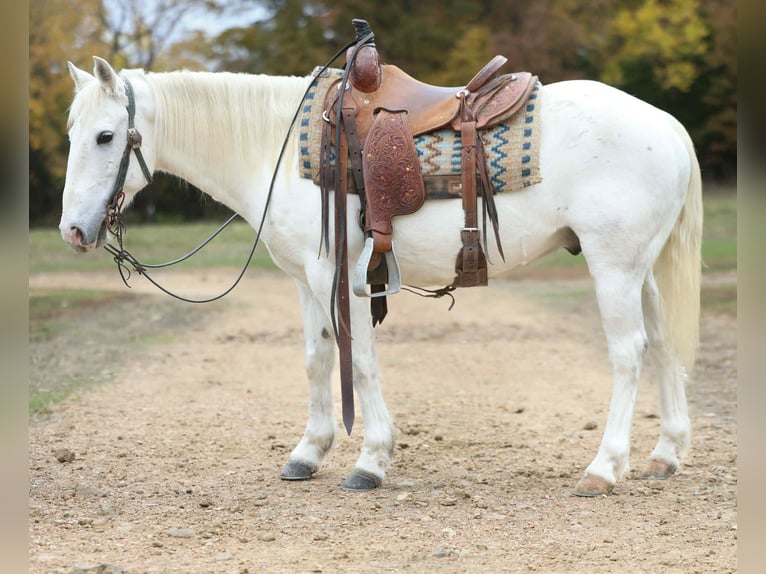 American Quarter Horse Ruin 6 Jaar Schimmel in Cole Camp MO