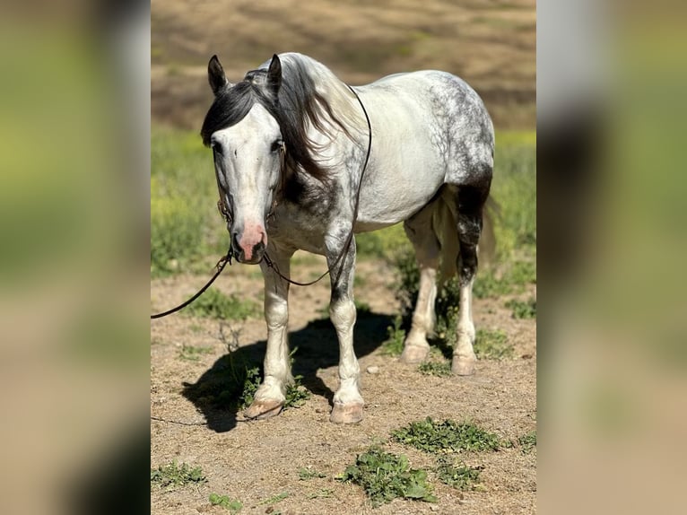 American Quarter Horse Ruin 6 Jaar Schimmel in Paicines CA