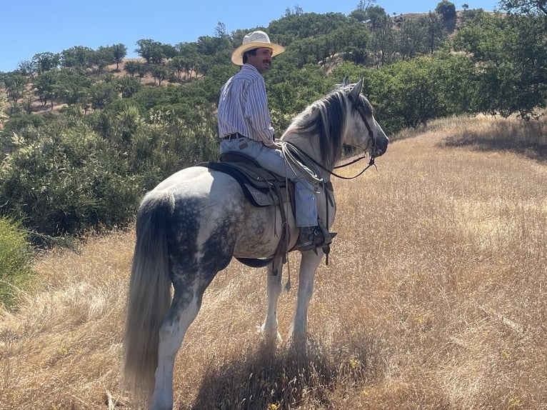 American Quarter Horse Ruin 6 Jaar Schimmel in Paicines CA