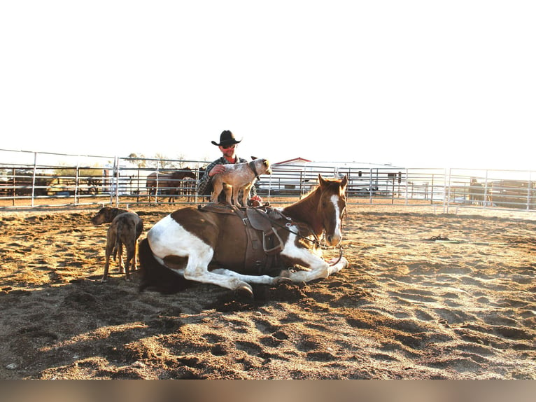 American Quarter Horse Ruin 6 Jaar Tobiano-alle-kleuren in Congress AZ