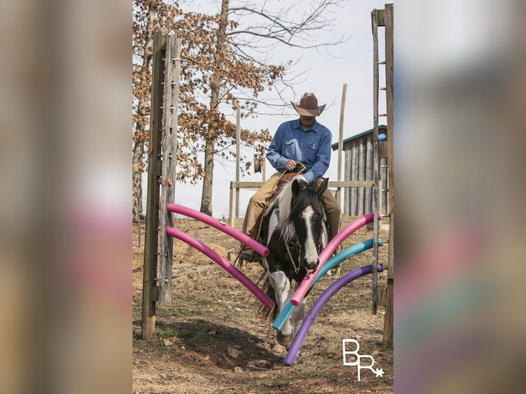 American Quarter Horse Ruin 6 Jaar Tobiano-alle-kleuren in Mountain Grove MO