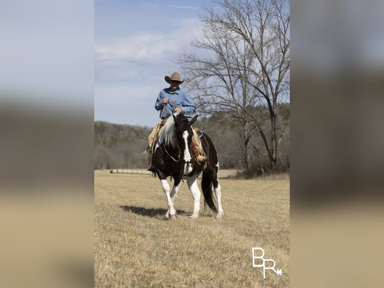 American Quarter Horse Ruin 6 Jaar Tobiano-alle-kleuren in Mountain Grove MO