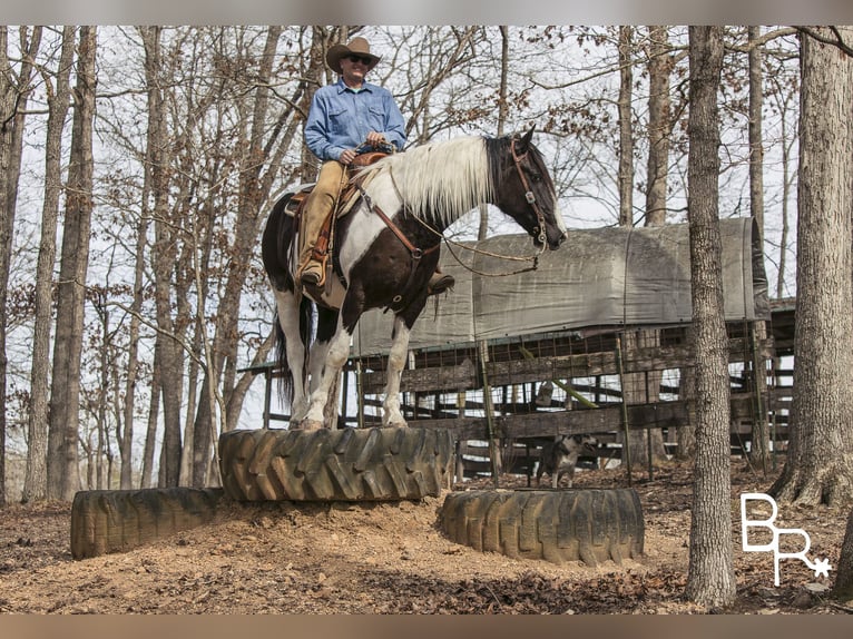 American Quarter Horse Ruin 6 Jaar Tobiano-alle-kleuren in Mountain Grove MO