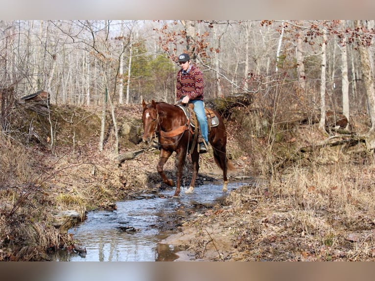 American Quarter Horse Ruin 6 Jaar in Lexington IN