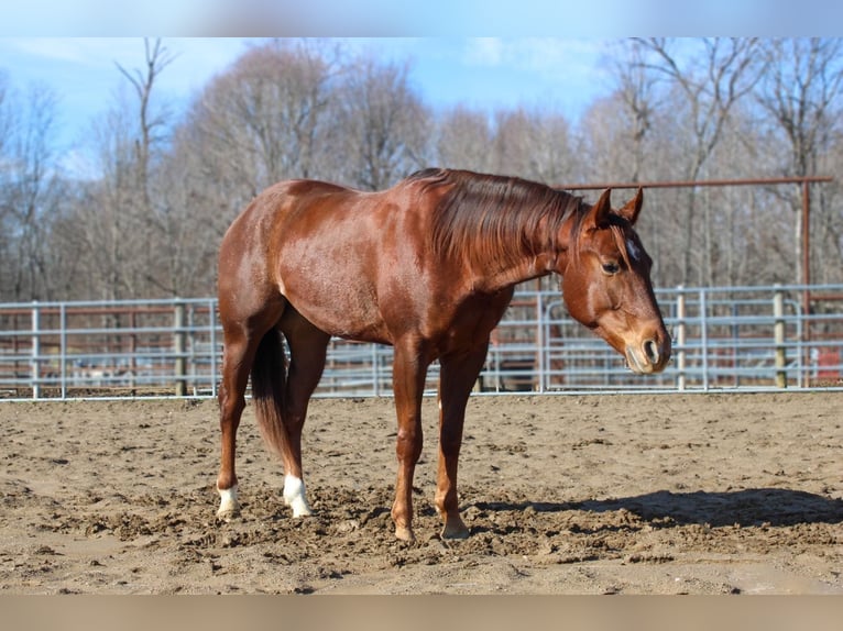 American Quarter Horse Ruin 6 Jaar in Lexington IN