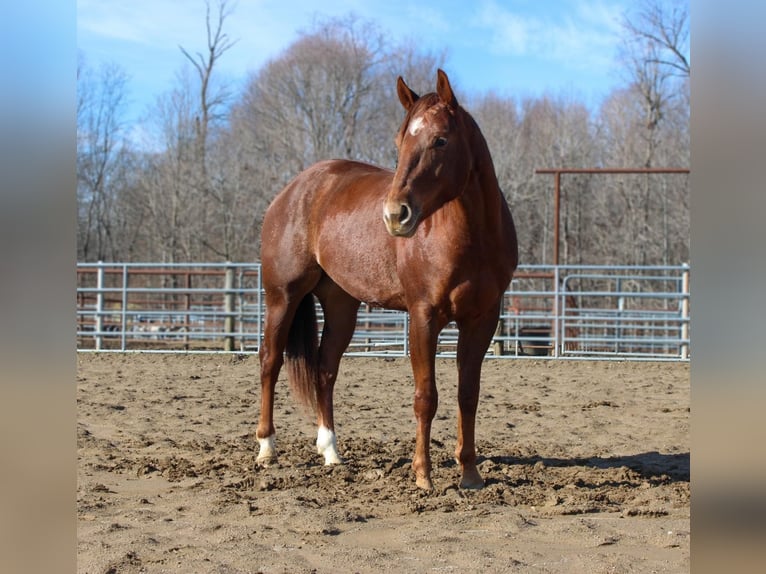 American Quarter Horse Ruin 6 Jaar in Lexington IN