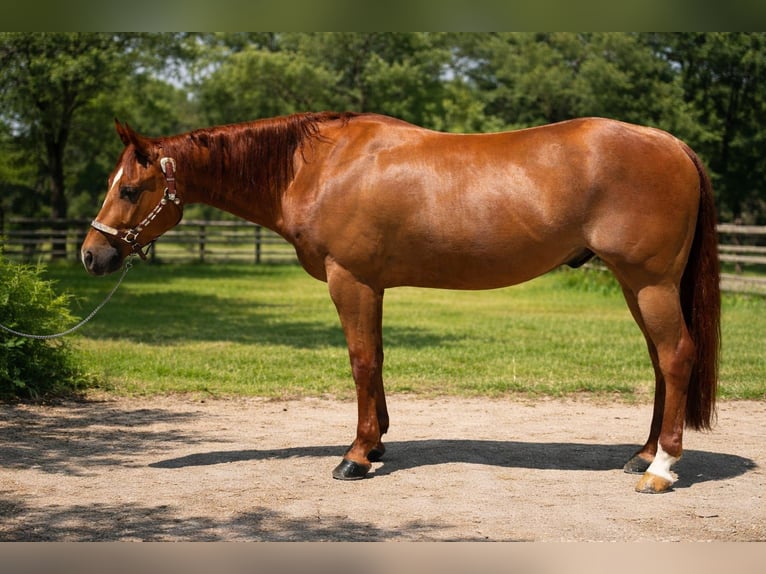 American Quarter Horse Ruin 6 Jaar Vos in Woudenberg