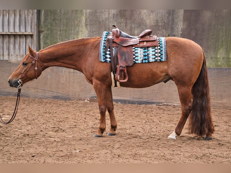 American Quarter Horse Ruin 6 Jaar Vos in Woudenberg