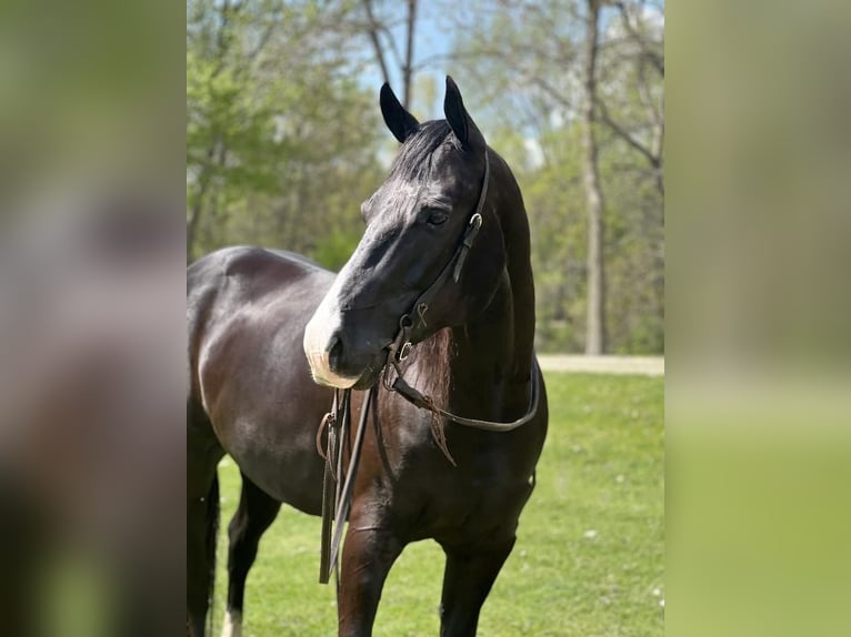 American Quarter Horse Ruin 6 Jaar Zwart in Zearing, IA