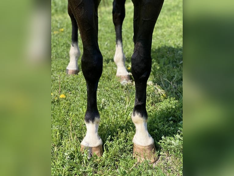 American Quarter Horse Ruin 6 Jaar Zwart in Zearing, IA