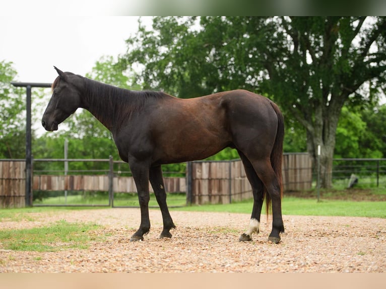 American Quarter Horse Ruin 6 Jaar Zwart in Savoy  TX