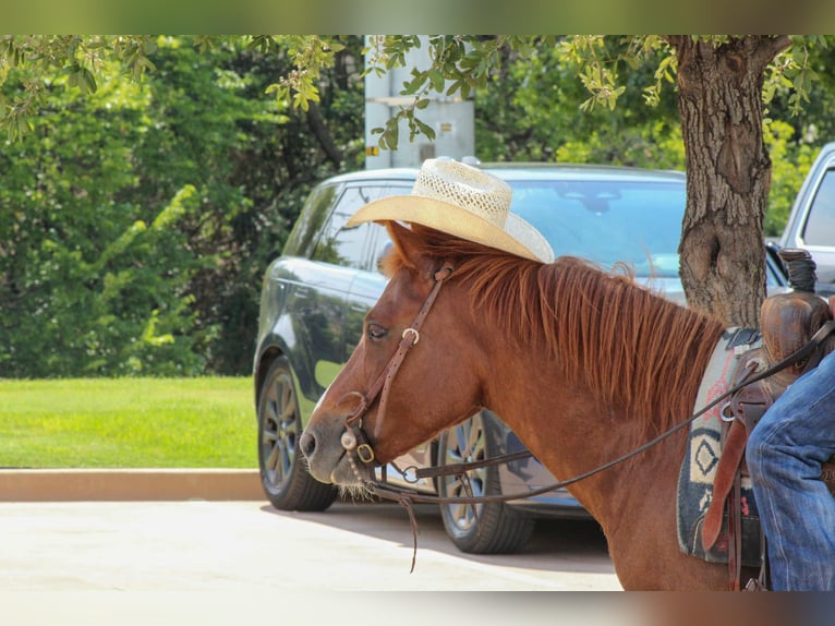 American Quarter Horse Ruin 7 Jaar 130 cm Donkere-vos in Stephenville TX