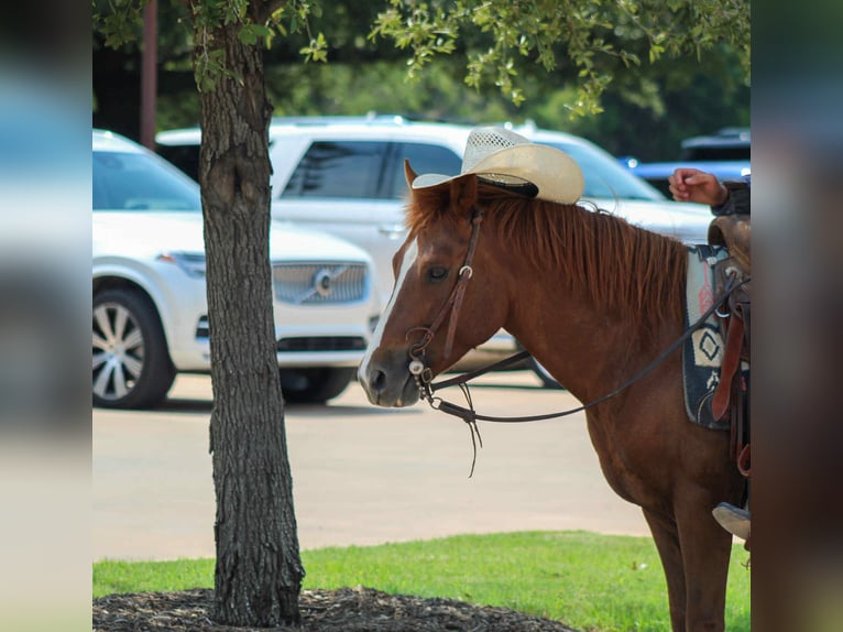 American Quarter Horse Ruin 7 Jaar 130 cm Donkere-vos in Stephenville TX