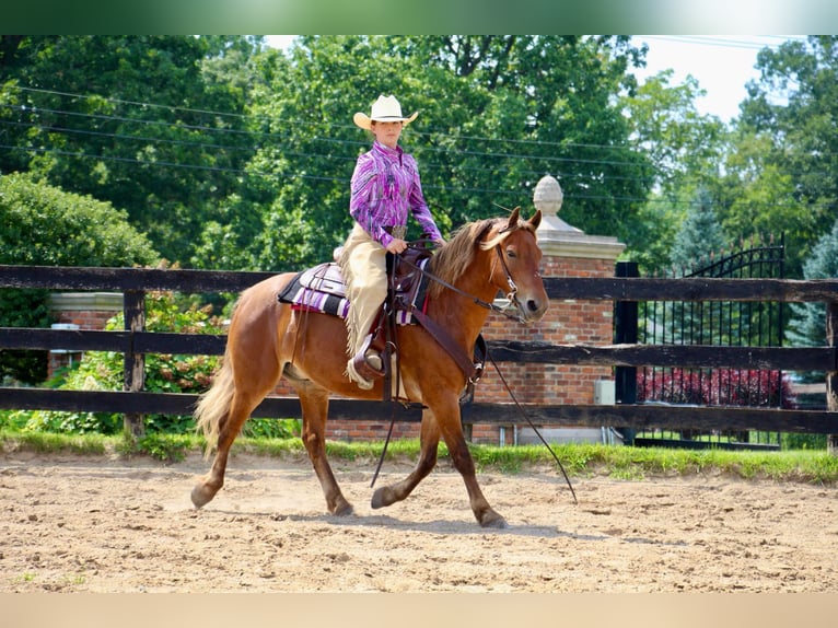 American Quarter Horse Ruin 7 Jaar 137 cm Bruin in HIGHLAND, MI