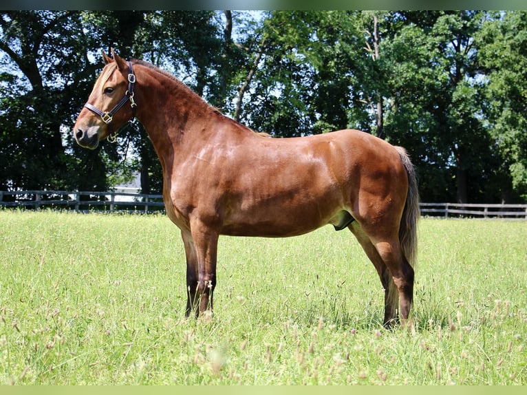 American Quarter Horse Ruin 7 Jaar 137 cm Bruin in HIGHLAND, MI