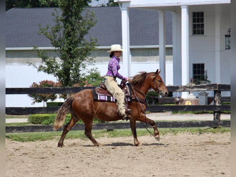 American Quarter Horse Ruin 7 Jaar 137 cm Bruin in HIGHLAND, MI